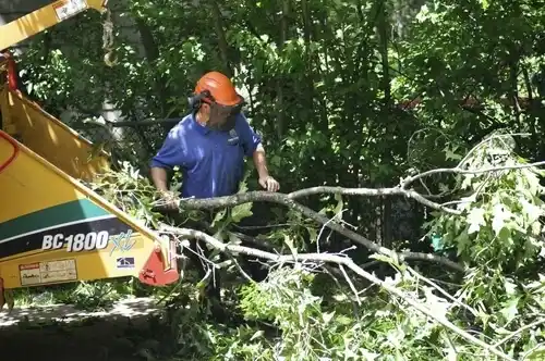 tree services Worthington Hills